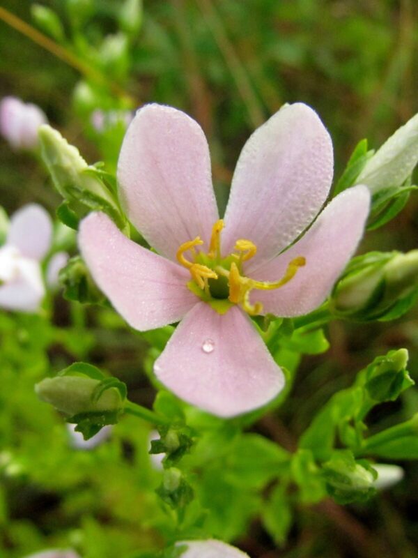 Wild petunia close up picture blooming