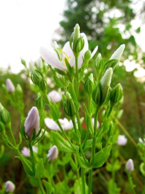 Wild Petunia (Ruellia humilis) buds and flower close up in spring
