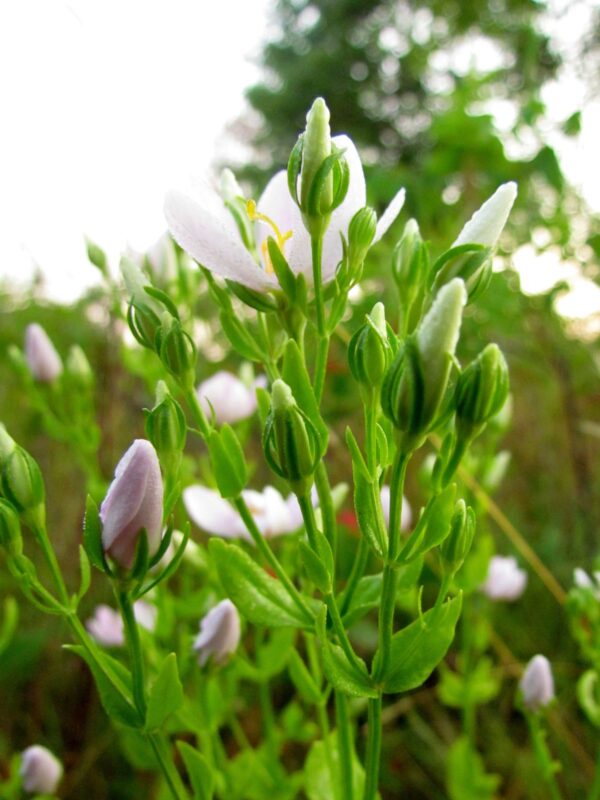 Wild Petunia (Ruellia humilis) buds and flower close up in spring