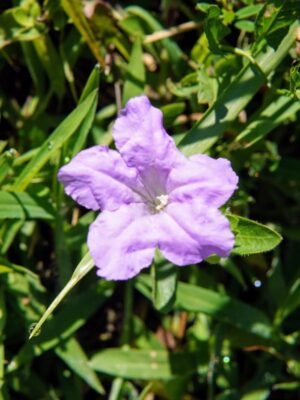 Purple Wild petunia flower blooming close up