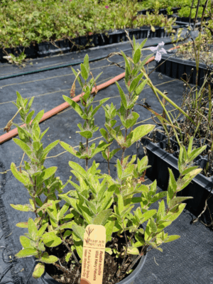 Healthy Wild Petunia plant in greenhouse