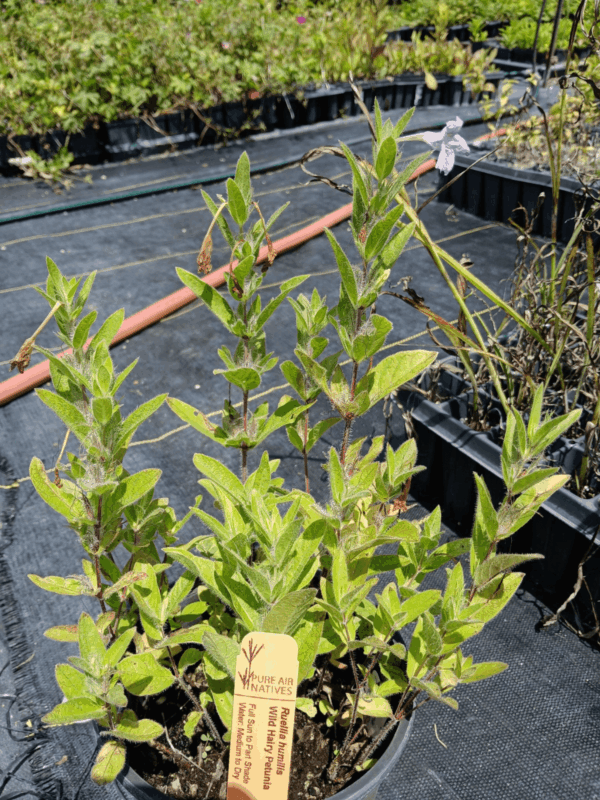 Healthy Wild Petunia plant in greenhouse