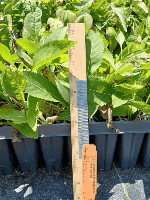 Healthy leafy Wild Quinine in tray in greenhouse