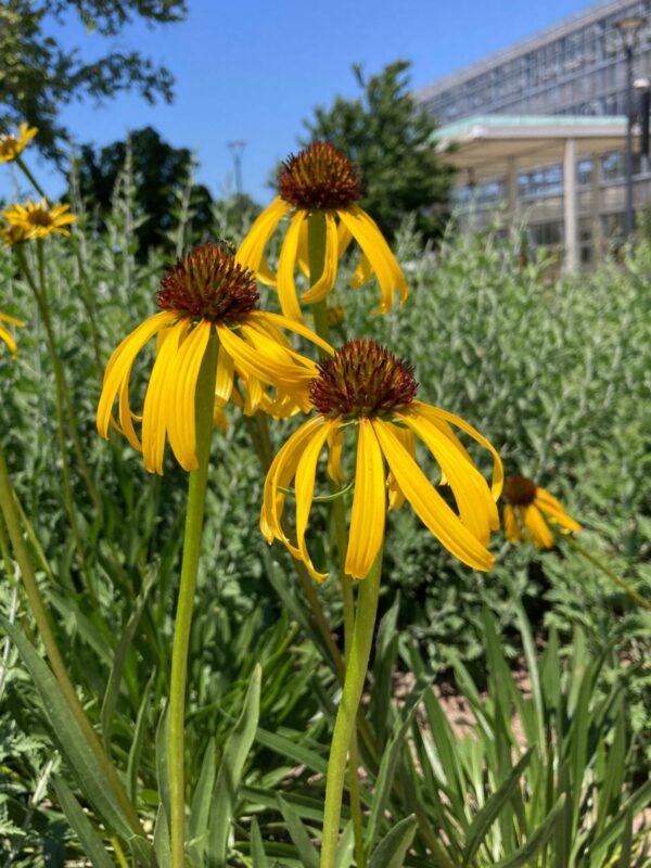 Yellow Coneflower (Echinacea paradoxa) clump growing in sun