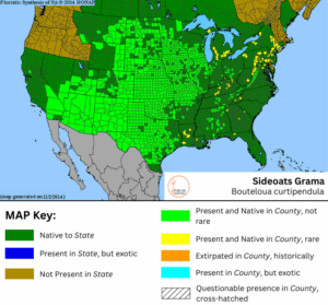 Sideoats Grama native range