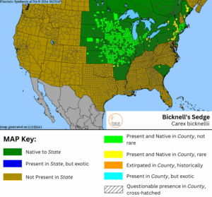 Bicknell's Sedge native range