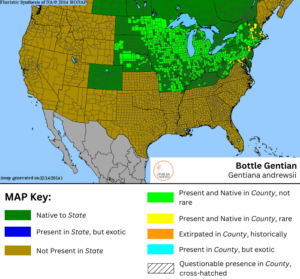 Bottle gentian native range
