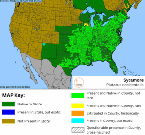 Sycamore native range