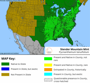Slender Mountain Mint native range