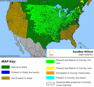 Sandbar Willow native range