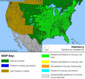 Elderberry native range