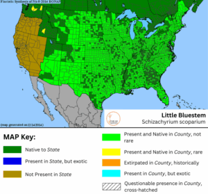 Little Bluestem native range