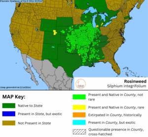 Rosinweed native range