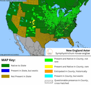 New England Aster native range