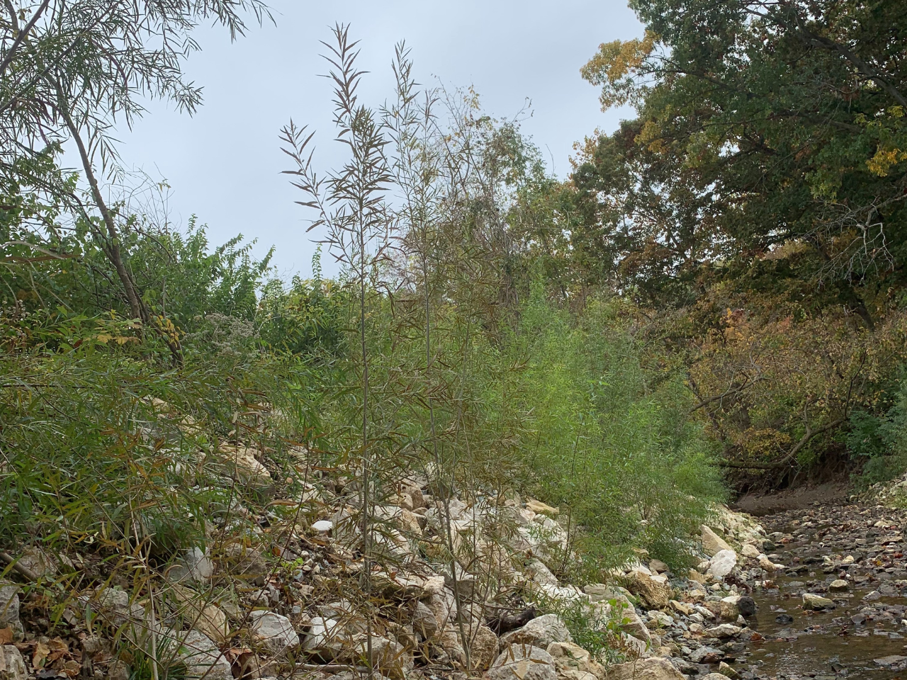 Showy Savanna Live Seed Mix Forest Park St Louis