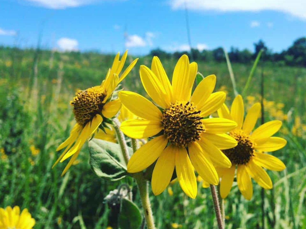 Showy Savanna Live Seed Mix Forest Park St Louis