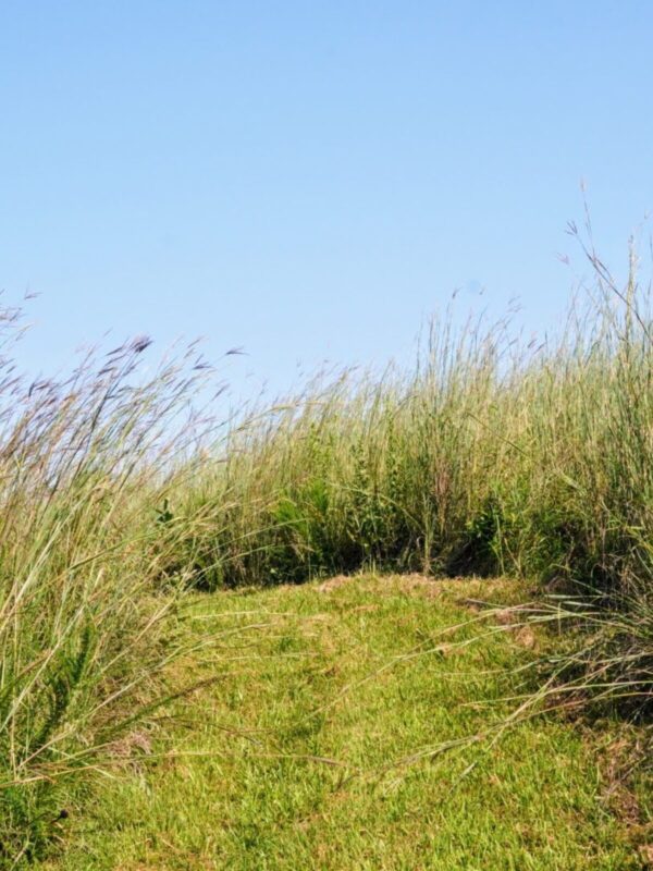 Path through a restored tallgrass prairie featuring mature native warm-season grasses growing densely beneath a bright blue sky.