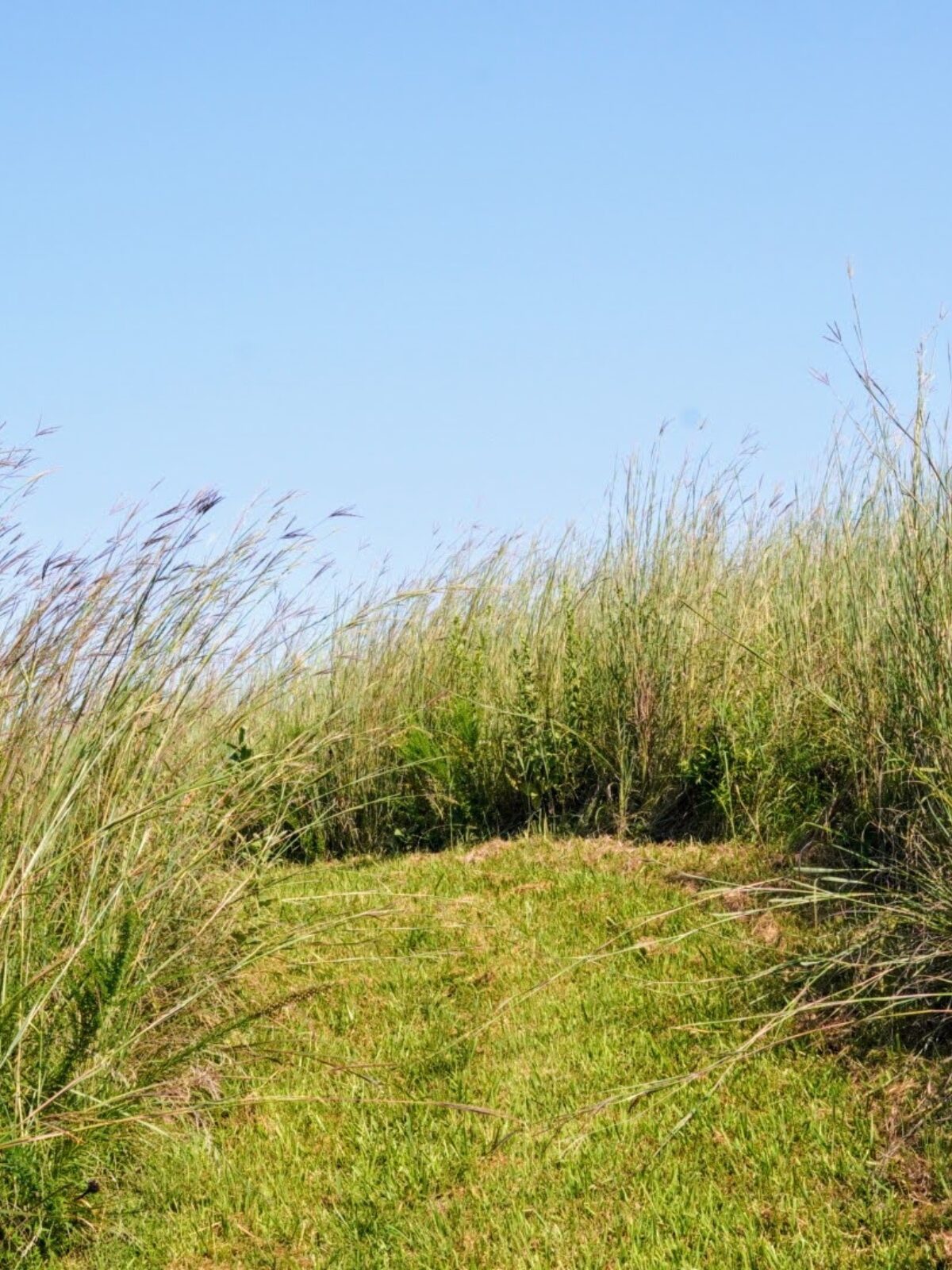 Path through a restored tallgrass prairie featuring mature native warm-season grasses growing densely beneath a bright blue sky.