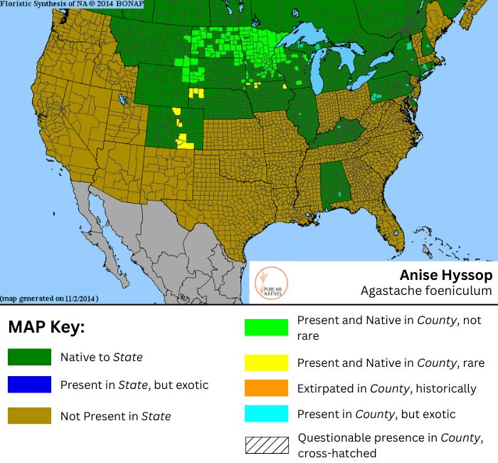 Anise Hyssop native range map