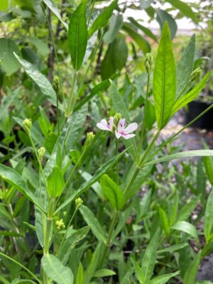 American Water Willow (Justicia americana) foliage close up and flowers beginning to bloom