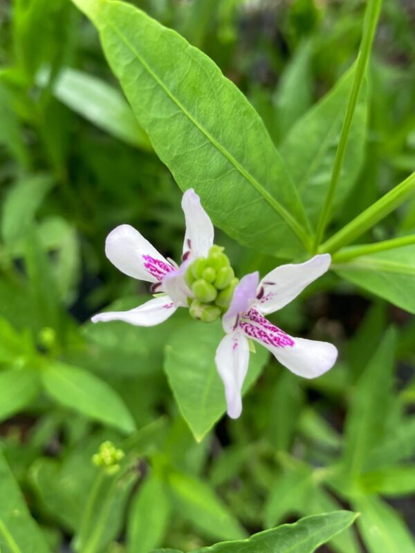 American Water Willow (Justicia americana) white and purple colored flowers close up
