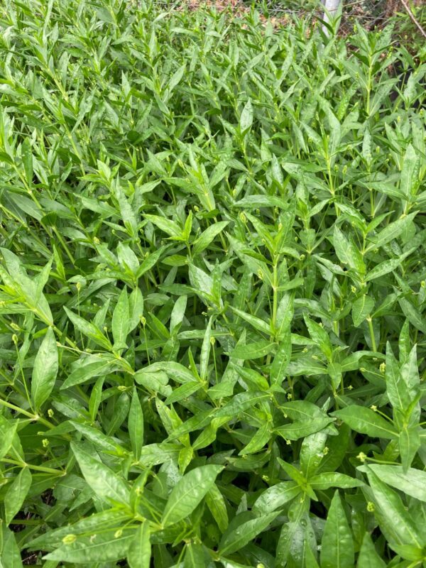 Foliage and buds of American Water Willow (Justicia americana) leaves close up