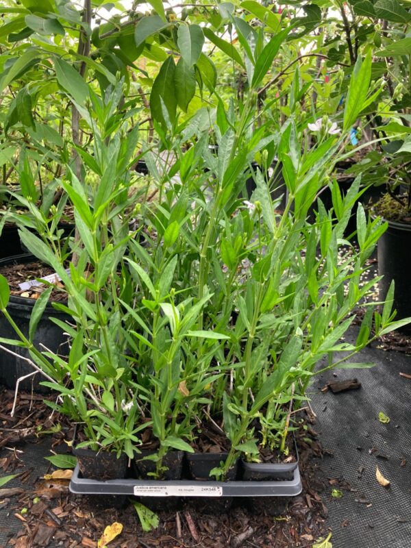 American Water Willow (Justicia americana) tray of quarts