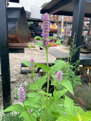 Mature Anise Hyssop (Agastache foeniculum) with lavender-purple flower spikes and fragrant green foliage growing in a native garden.
