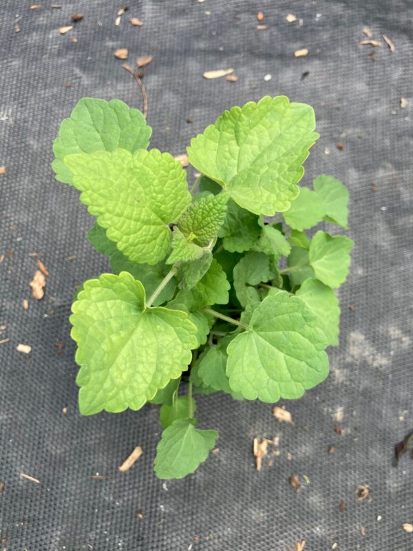 Anise Hyssop overhead quart seedling view of leaves and foliage