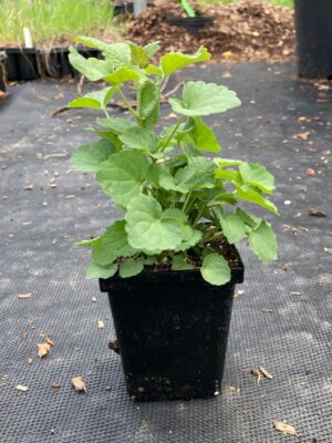 Anise Hyssop quart outside greenhouse
