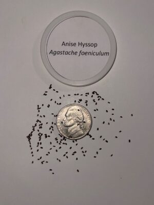 Anise Hyssop seed close up with coin and label