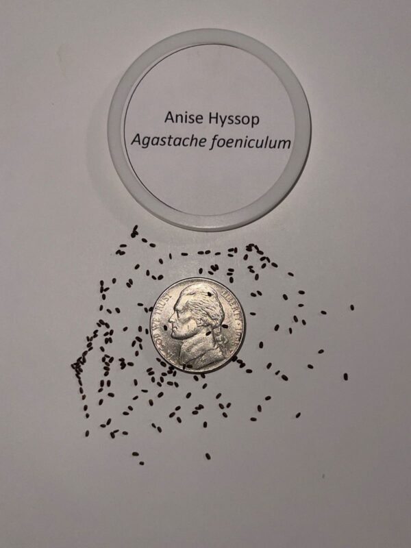 Anise Hyssop seed close up with coin and label