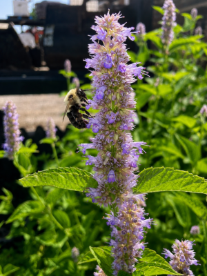 Anise hyssop in bloom with a bumblebee feeding on its purple flower spike in a Missouri greenhouse.