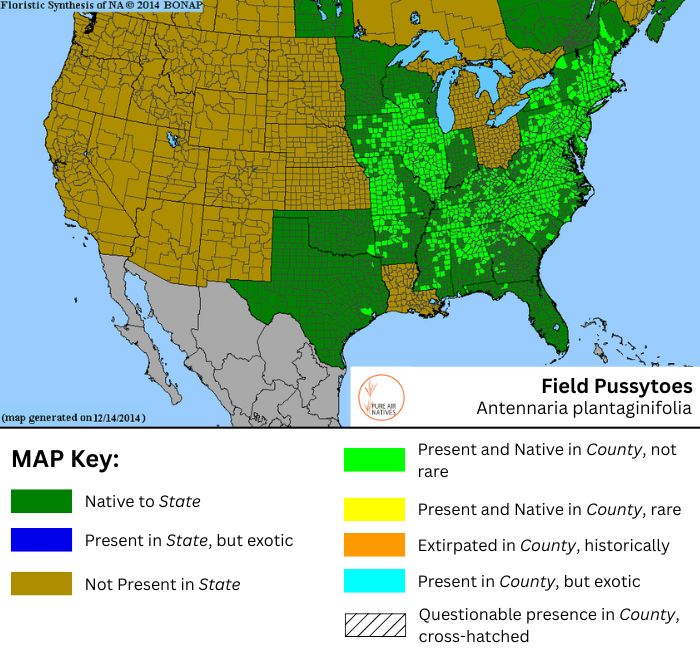 Antennaria plantaginifolia native range