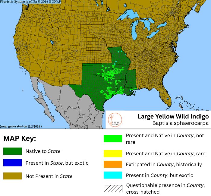 Large Yellow Wild Indigo native range map