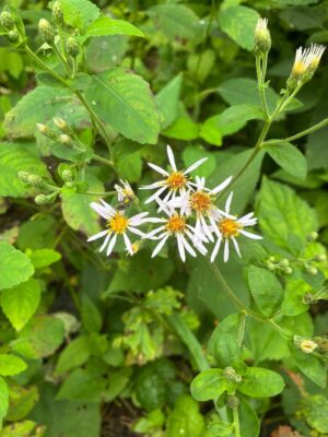 Big-leaved Aster (Eurybia macrophylla) with pale lavender flowers and yellow centers growing among large green leaves in a woodland