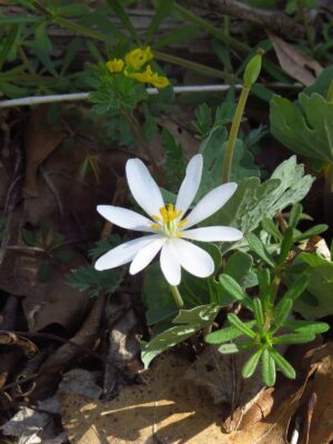 White Bloodroot flower with yellow center blooming in woodland