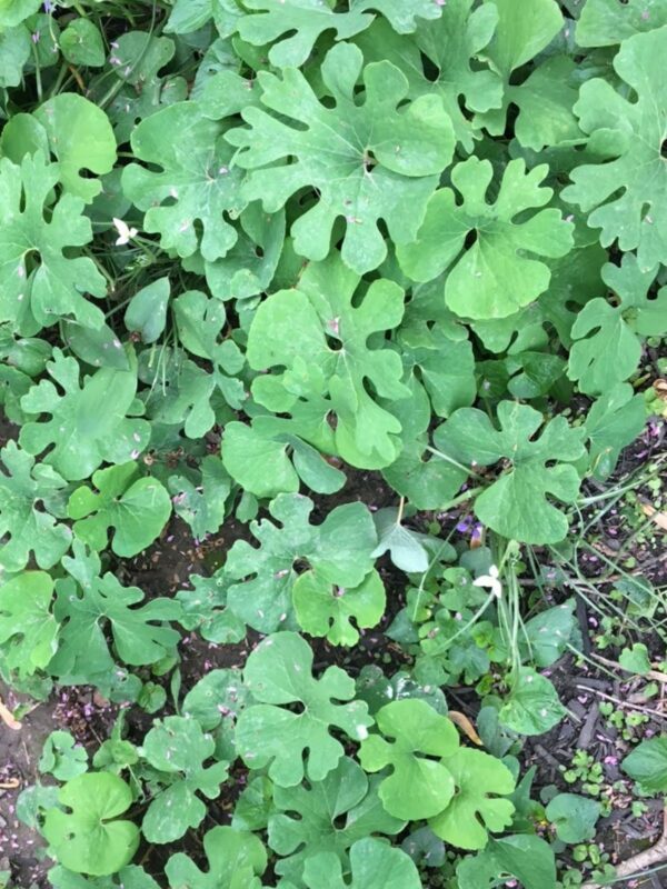 Bloodroot leaves in woodland