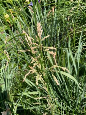 Blue Joint Grass (Calamagrostis canadensis) tan seed heads in clump