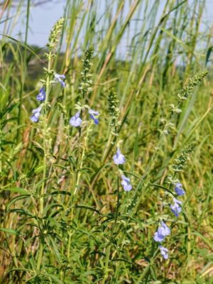 Blue Sage blooming in Missouri prairie