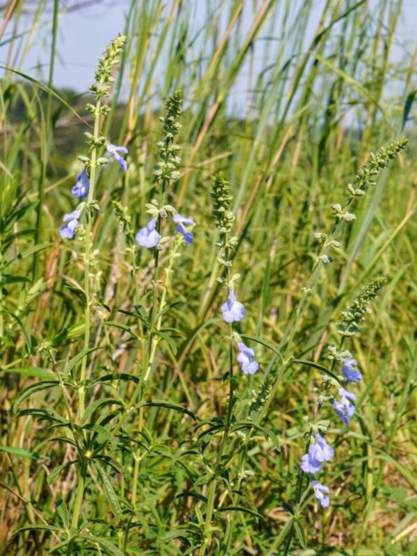 Blue Sage blooming in Missouri prairie