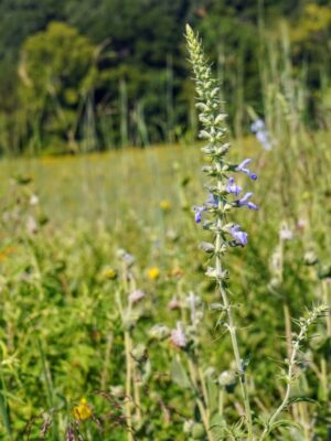 Close up of Blue sage starting to bloom in Missouri summer