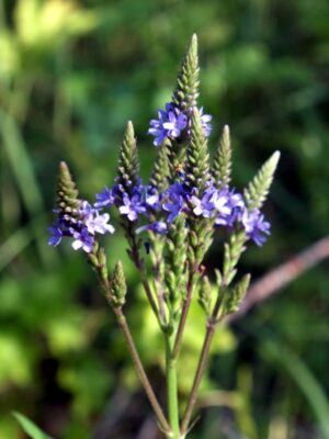 Blue Vervain blooming in August. Close up of purple flowers