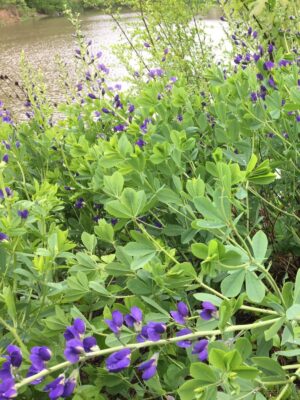 Large Blue Wild Indigo clump growing alongside streambank