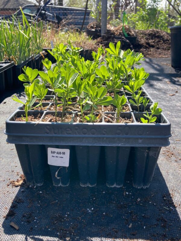 Blue Wild Indigo seedlings tray of 50 plugs