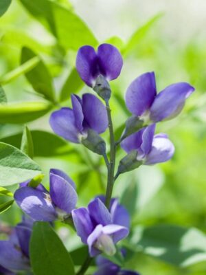 Blue Wild Indigo blooming close up in prairie