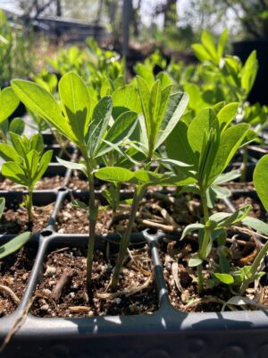 Blue Wild Indigo seedling close up
