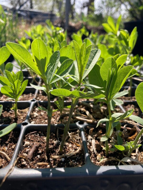 Blue Wild Indigo seedling close up
