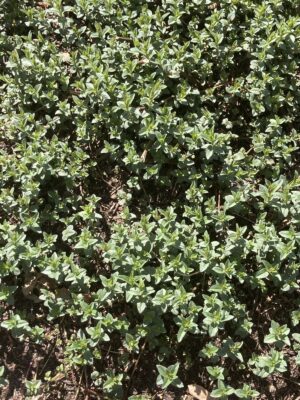 Blunt Mountain Mint in field