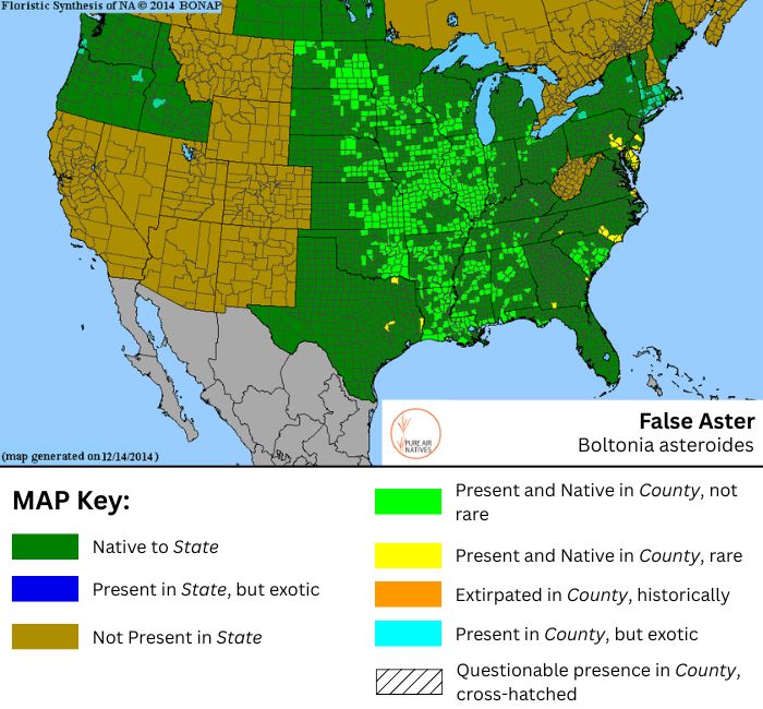Boltonia asteroides native range map